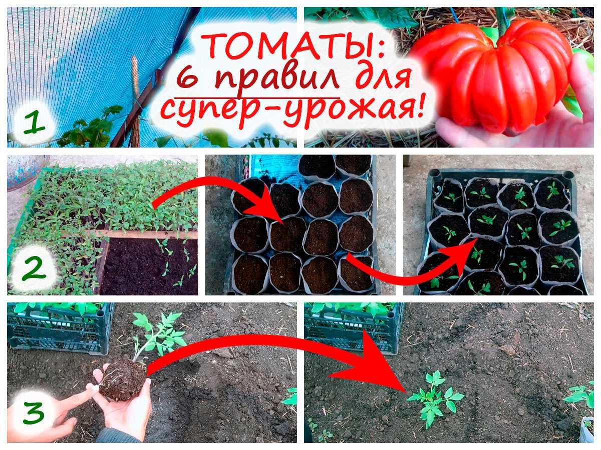 Нужно ли пикировать все виды томатов?