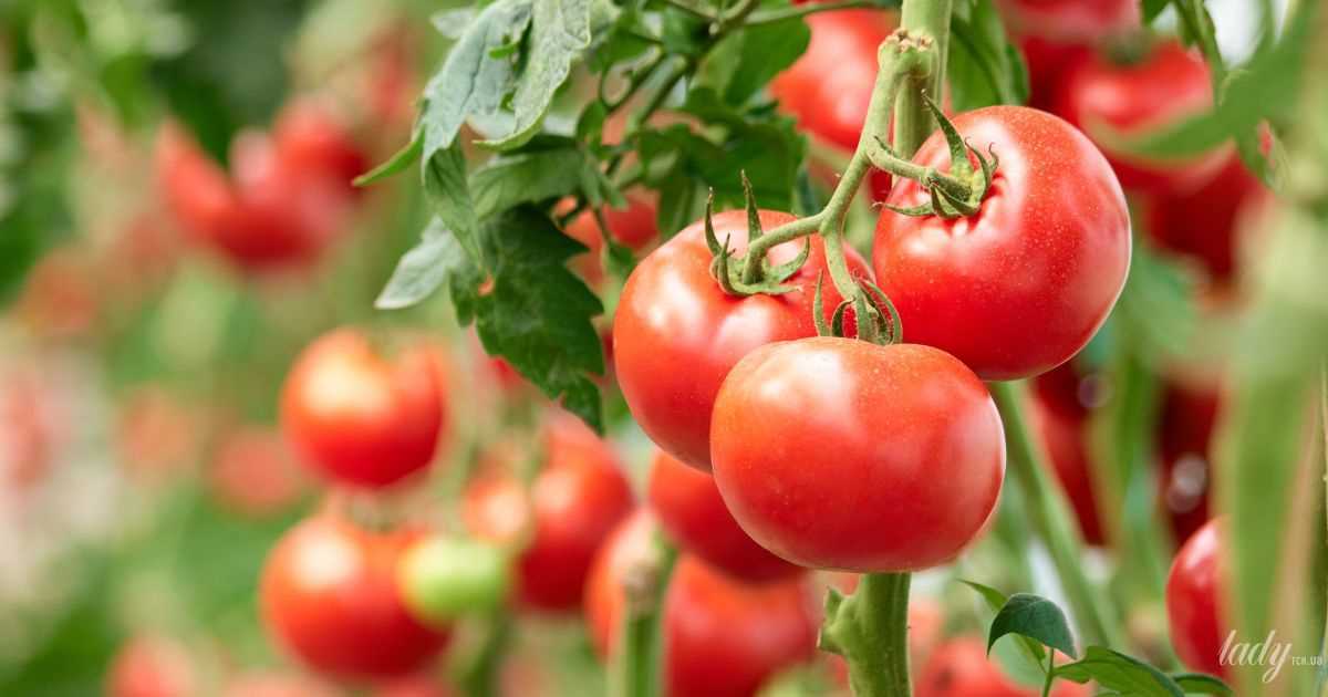 Как сеять семена томатов в грунт без пикировки?