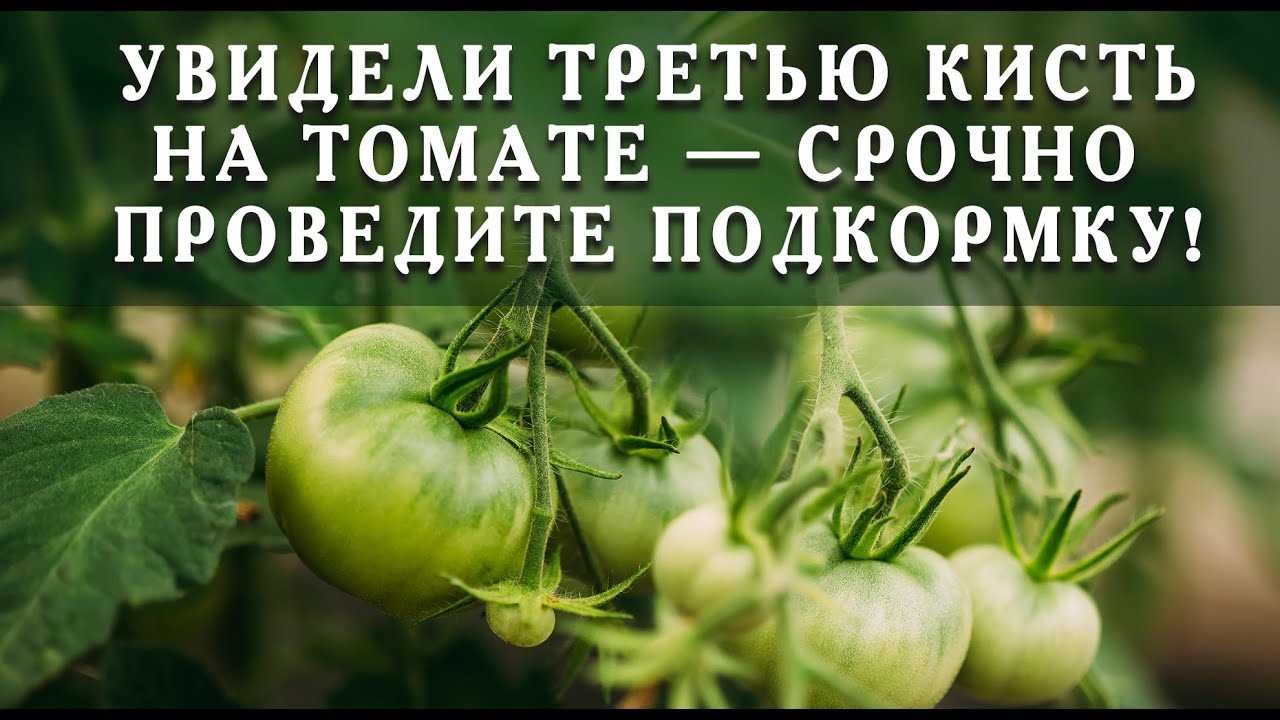 Закаливание саженцев томатов перед высадкой в грунт