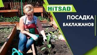 Тонкости посадки баклажанов – по какой схеме высаживать саженцы в грунт?