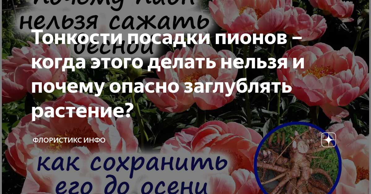 Какие заболевания и вредители могут быть связаны с неправильной посадкой пионов