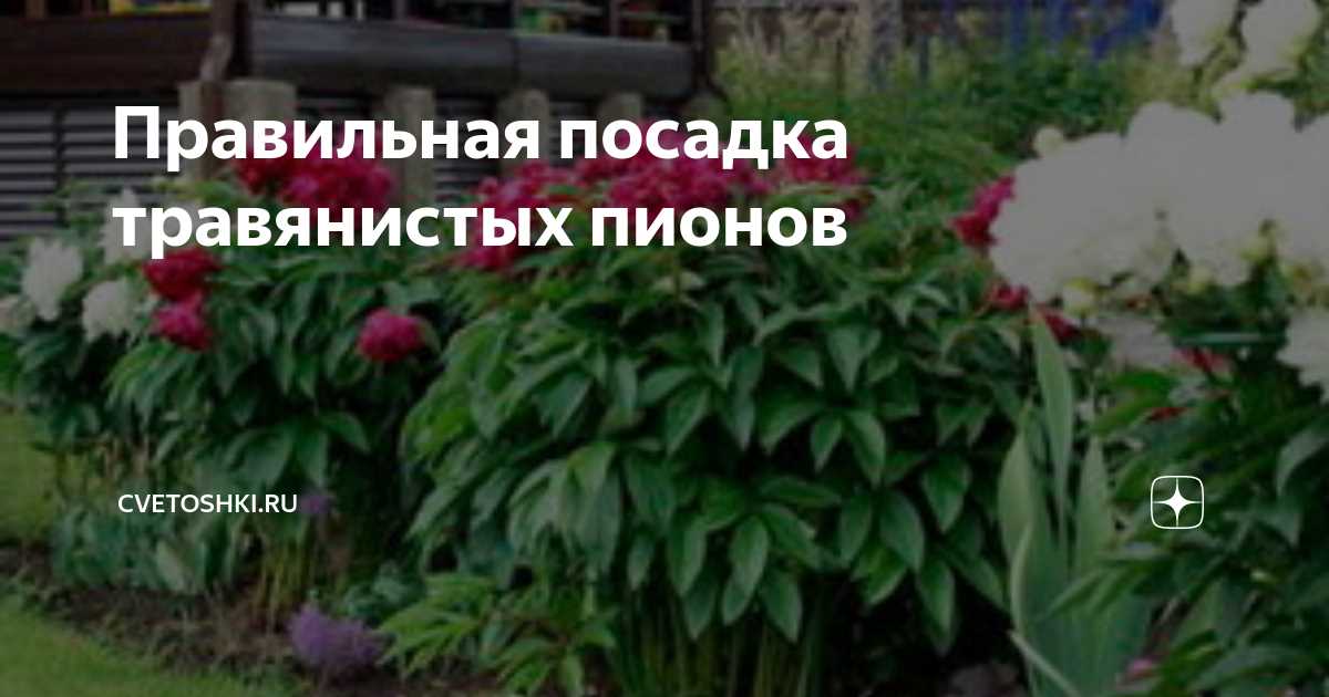 Какие проблемы могут возникнуть при заглублении пионов