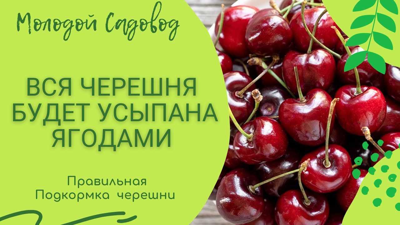 Подкормка черешни в разные сезоны