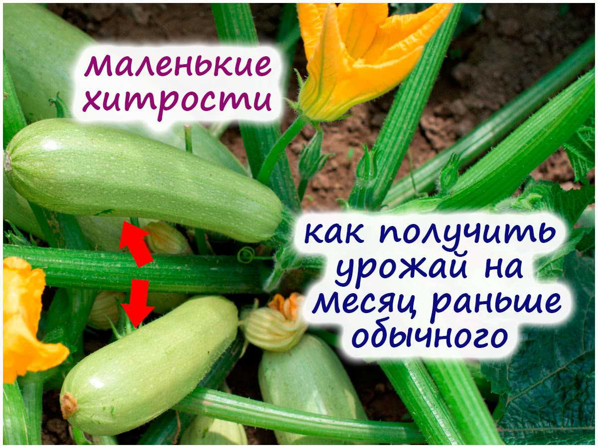 Тонкости выращивания кабачков – получаем плоды на месяц раньше обычного!
