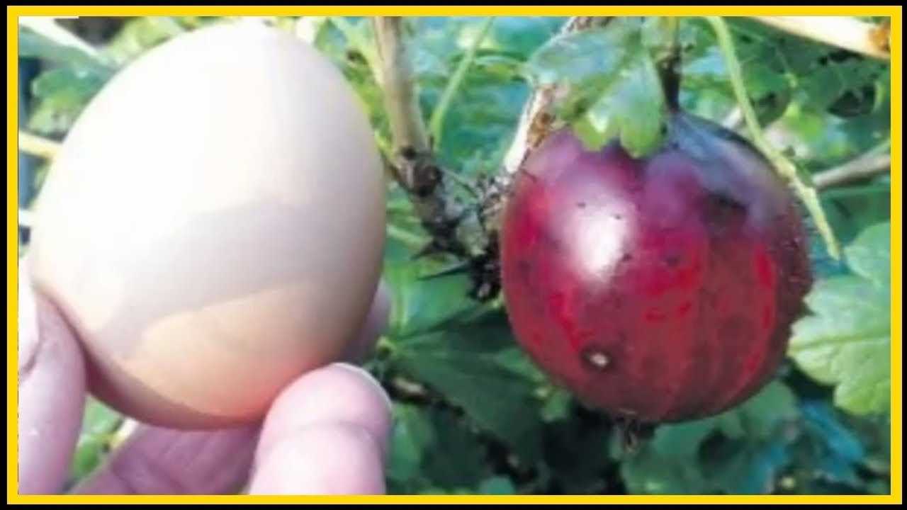 Тонкости выращивания крыжовника – порядок и схема обрезки, чтобы ягоды были крупными!