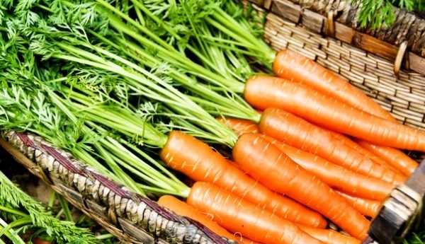 Как продлить срок сохранности урожая моркови