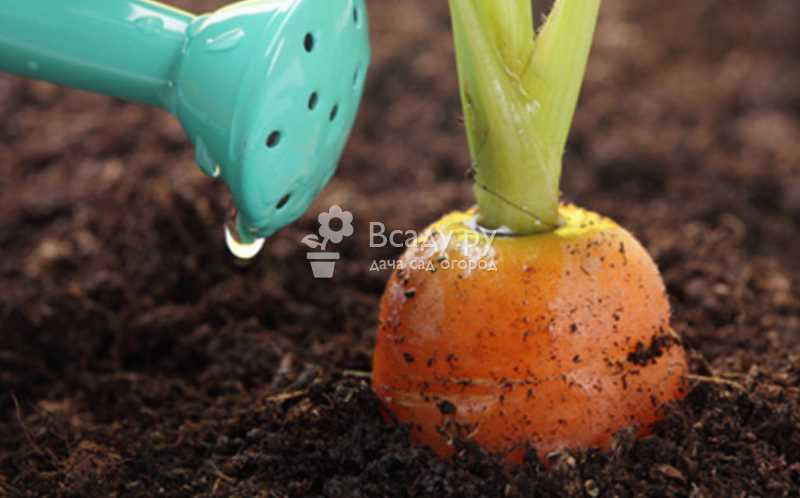 Тонкости выращивания моркови – когда прекратить поливать и удобрять, как лучше хранить?