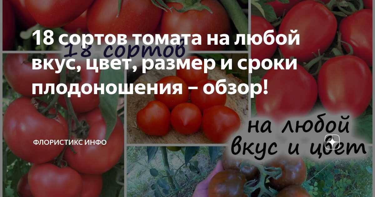 ТОП-10 помидоров: лучшие сорта всех цветов, размеров и сроков плодоношения – на любой вкус!