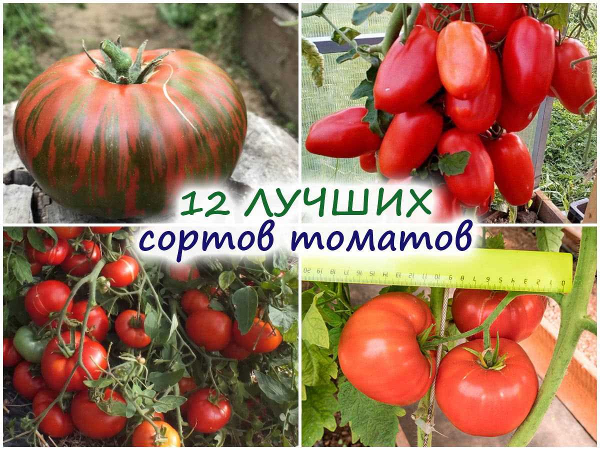 Красные томаты: ТОП-3 вкуснейших сорта