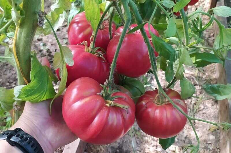 Советы по выбору семян томатов