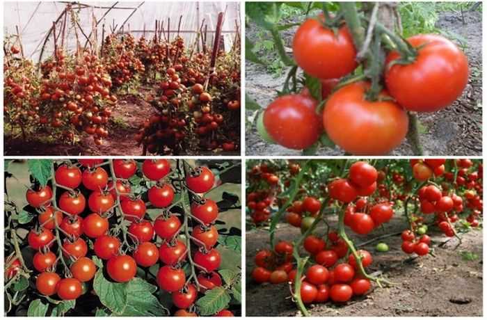 ТОП-3 вкуснейших сорта: сажаем красные томаты – крупные и крошечные