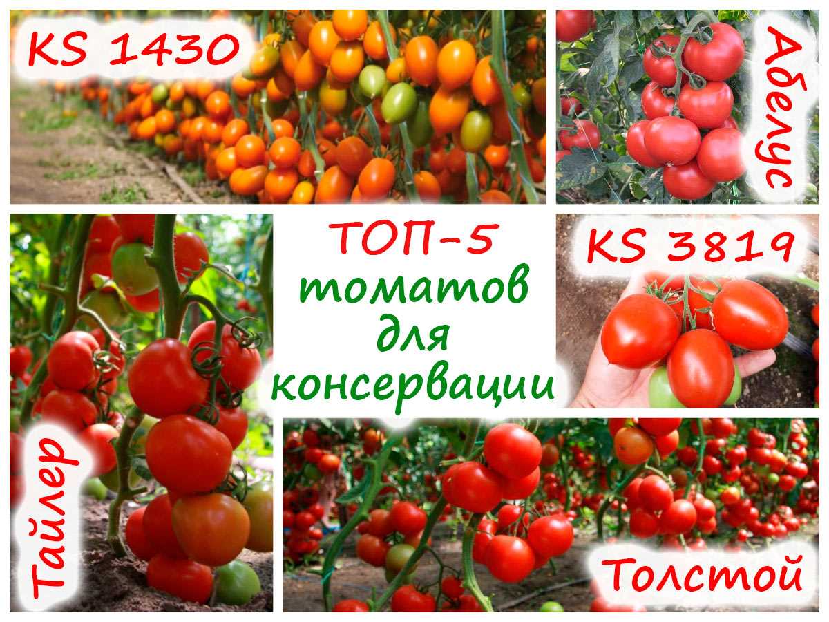 ТОП-5 сортов томатов для консервирования – вкусные, устойчивые к болезням и стрессу