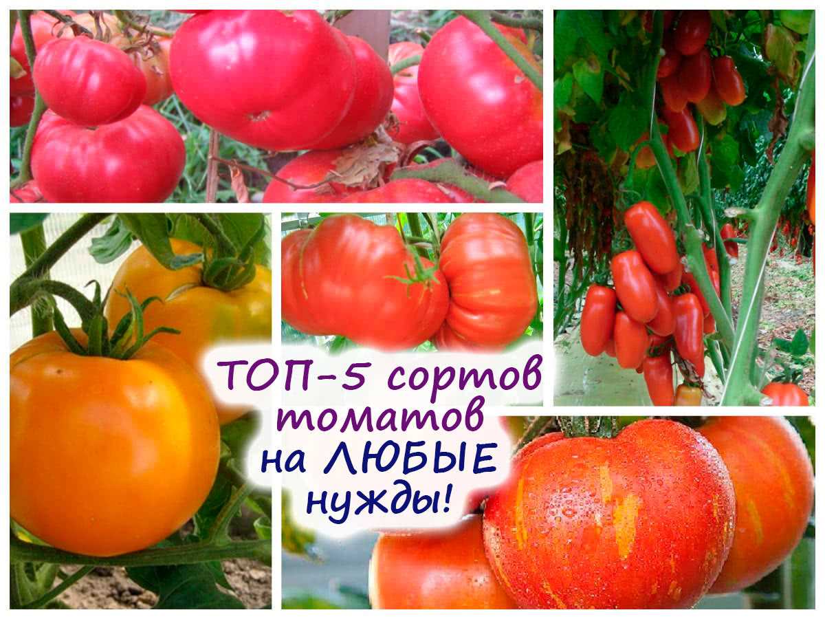 ТОП-5 сортов томатов для любых целей – лучшие из лучших