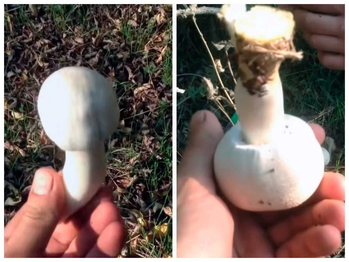 ТОП-7 осенних грибов, которые можно собирать до заморозков – где и как искать?