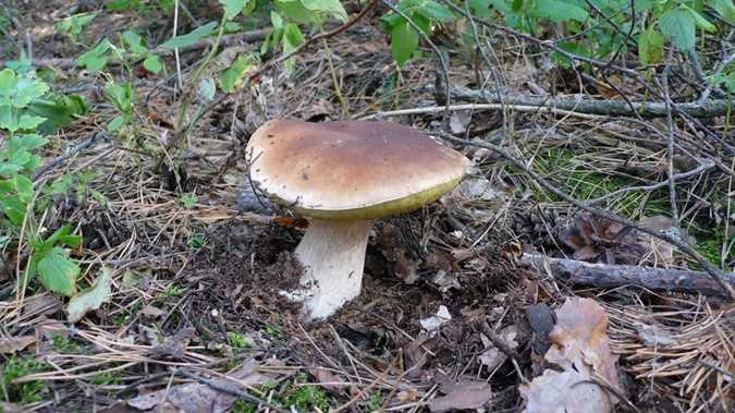 Белый гриб: где и как искать до заморозков?