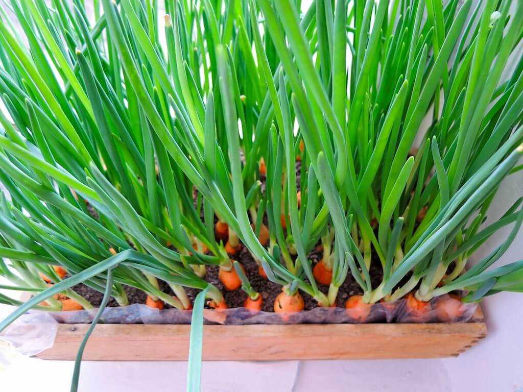 ТОП-7 способов выращивания лука на зелень – удобные, простые, эффективные!