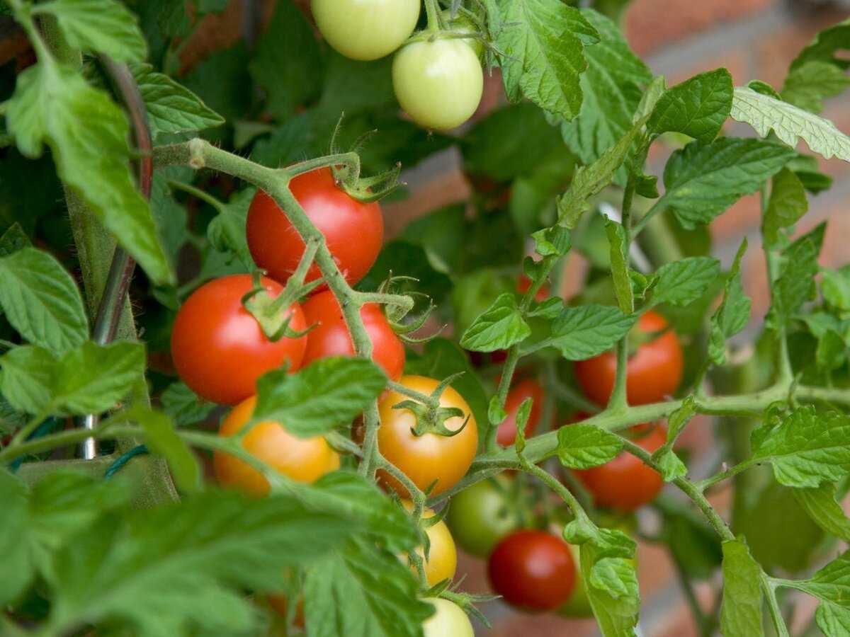 top 9 sortov tomatov dlya soka i salatov dlya tepli 7r79c6q9