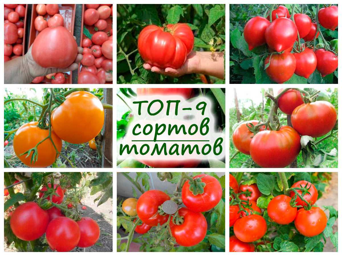 top 9 sortov tomatov dlya soka i salatov dlya tepli