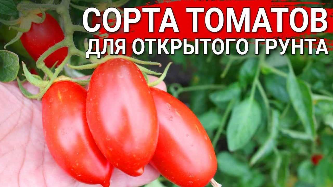 ТОП-9 сортов томатов для сока и салатов – для теплицы и открытого грунта!