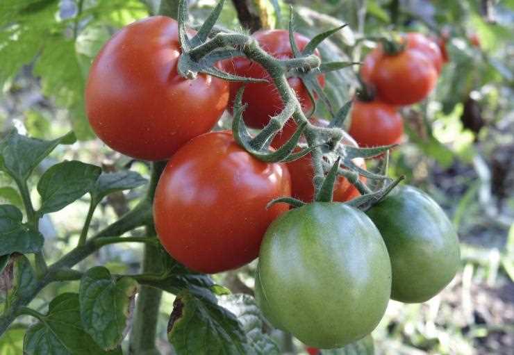 top 9 sortov tomatov dlya soka i salatov dlya tepli lby0fdh6