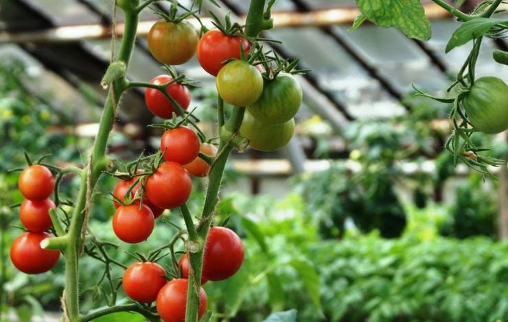 top 9 sortov tomatov dlya soka i salatov dlya tepli ynot80qh