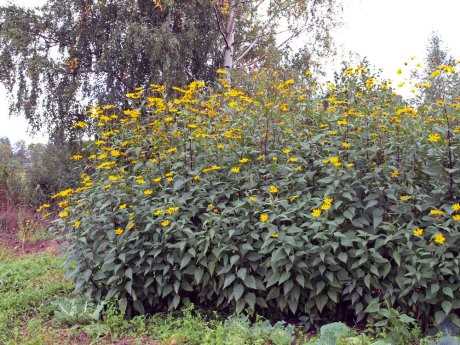 Топинамбур: выращивание на огороде, виды и сорта