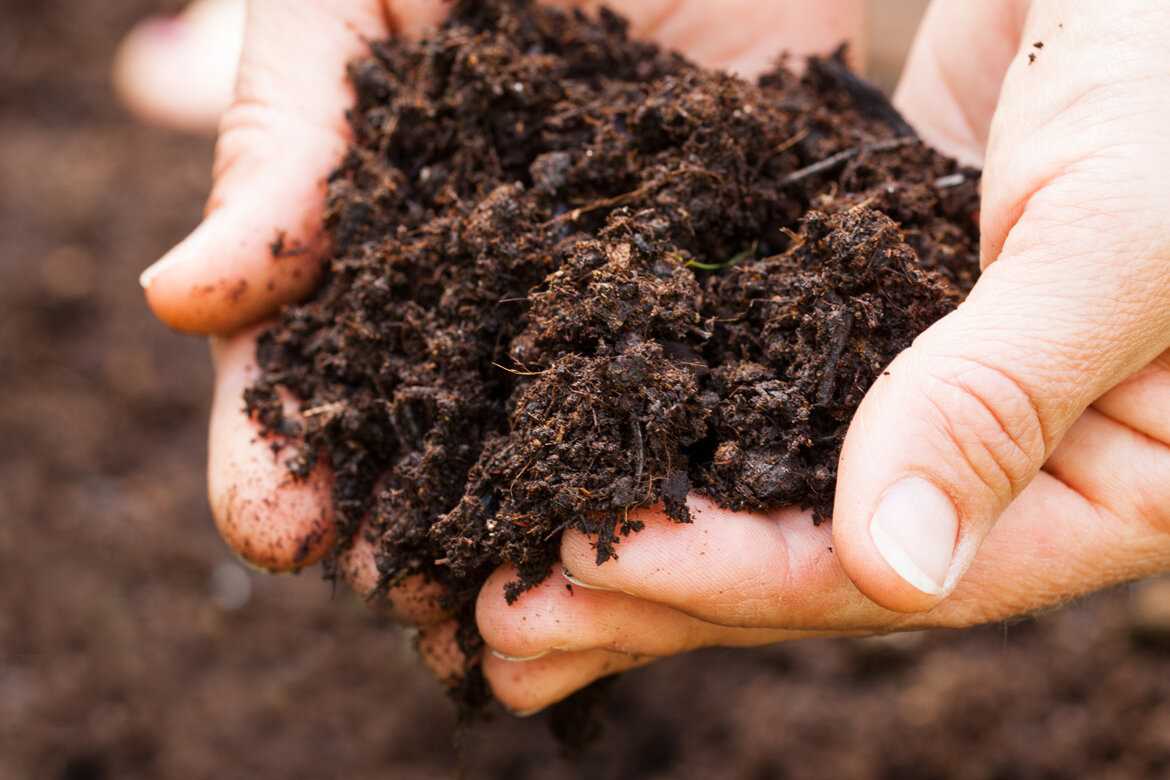 Роль торфа в создании экологически чистых почв