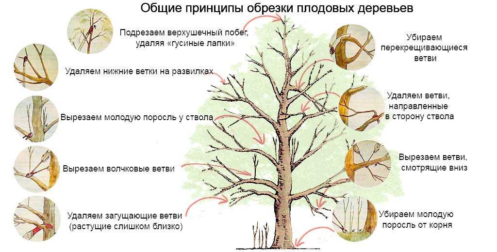 Почему обрезка плодовых деревьев важна
