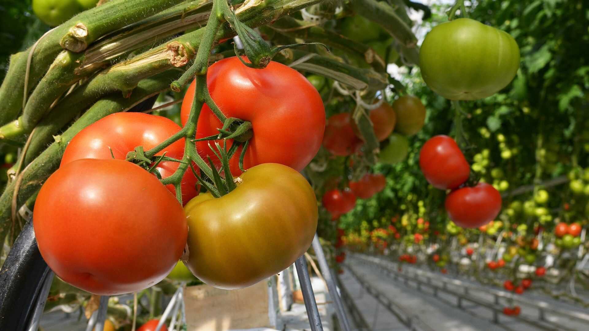 Посев томатов в ящики с перегородками