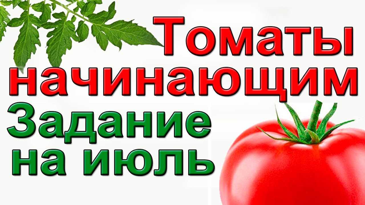Посев томатов в пластиковые стаканчики