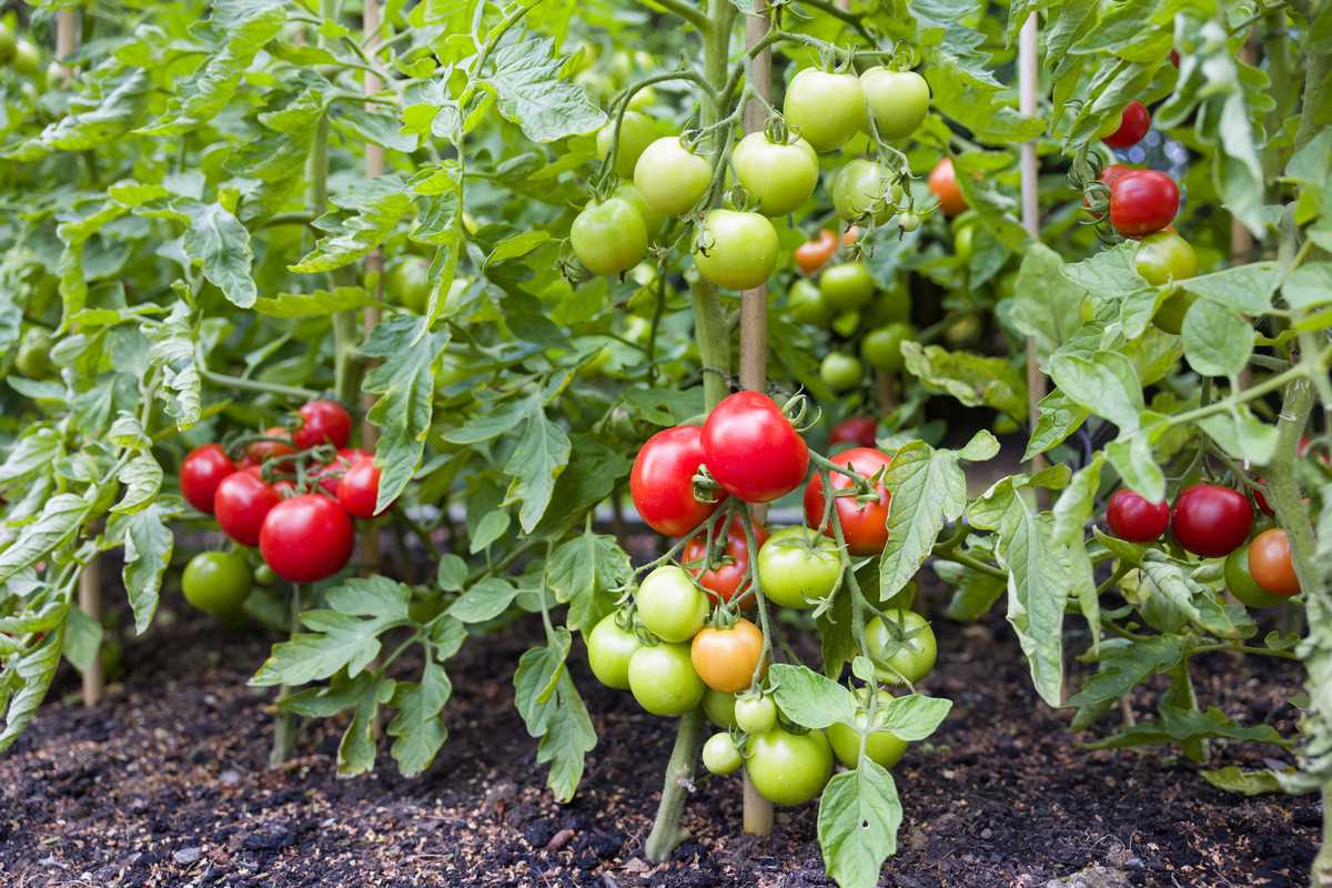 3. Посев томатов в рассаду