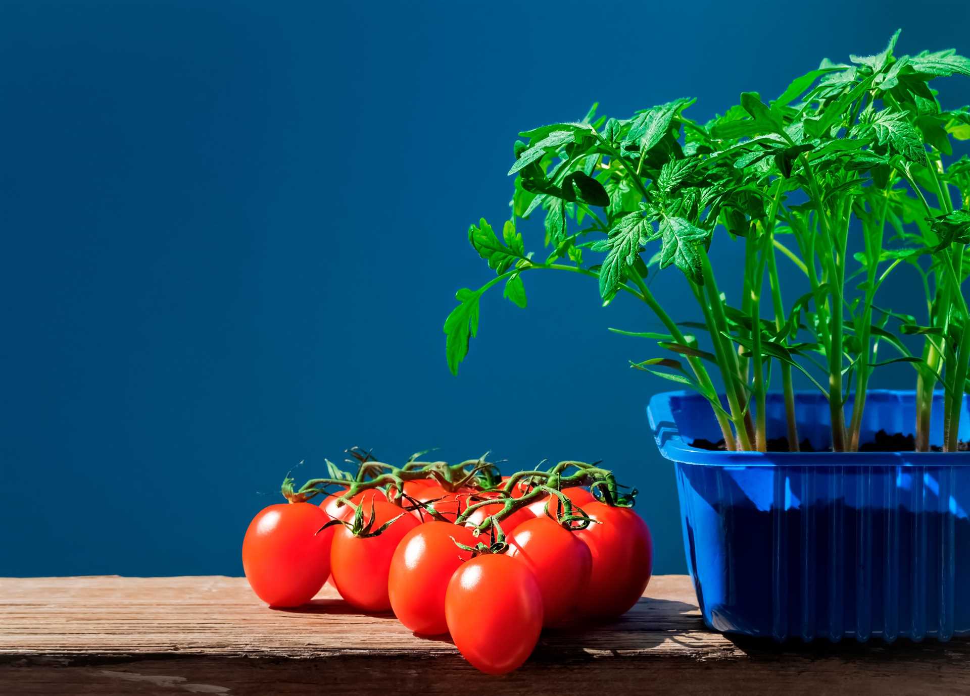 Три способа посева томатов для начинающих – выбор зависит от ваших семян!