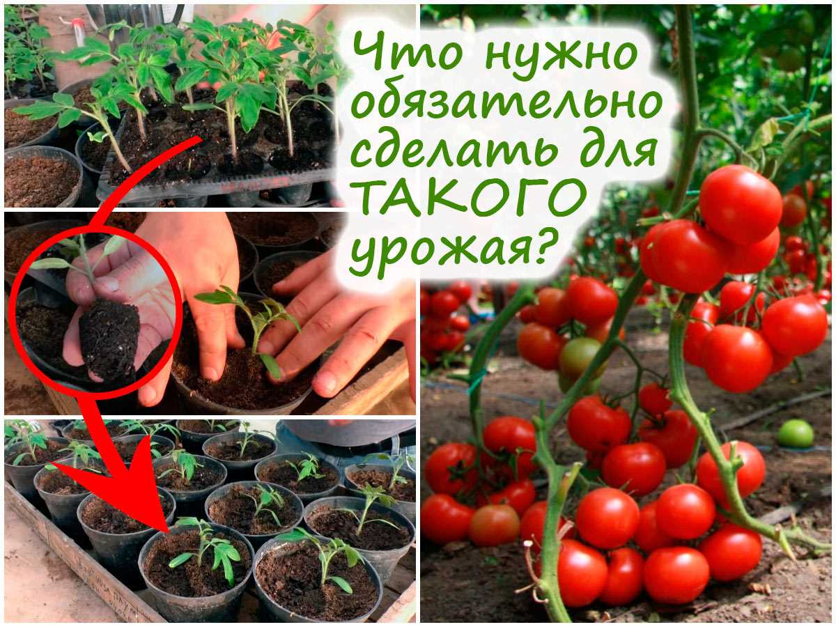 Посев томатов в грунт