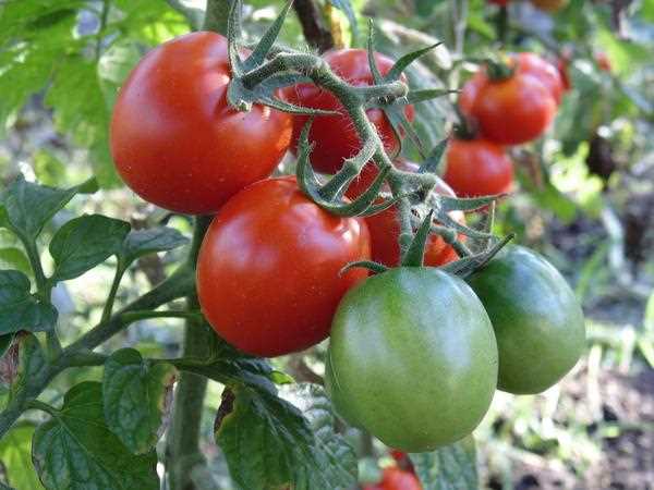 Три урожайных и очень вкусных сорта томата для теплицы – сравнение полученных кистей и плодов!