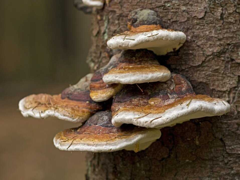 Трутовик на грецком орехе - опасный гриб в саду