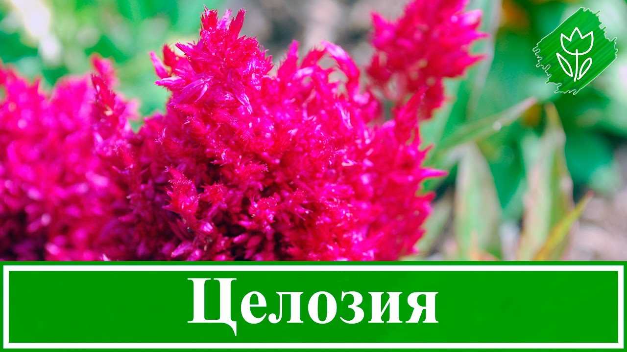 Как правильно пересаживать целозию гребенчатую