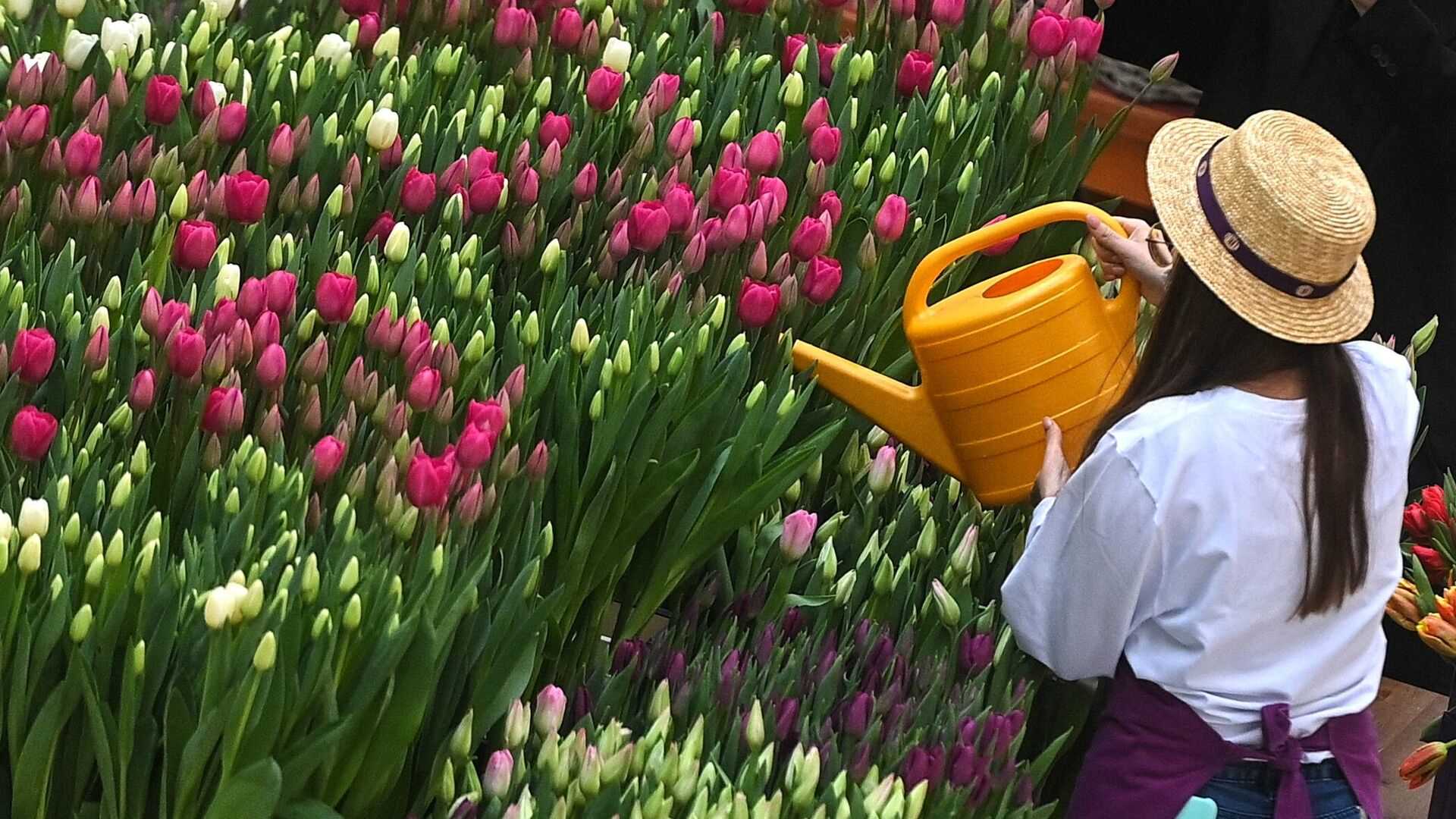 Когда и как сажать тюльпаны?