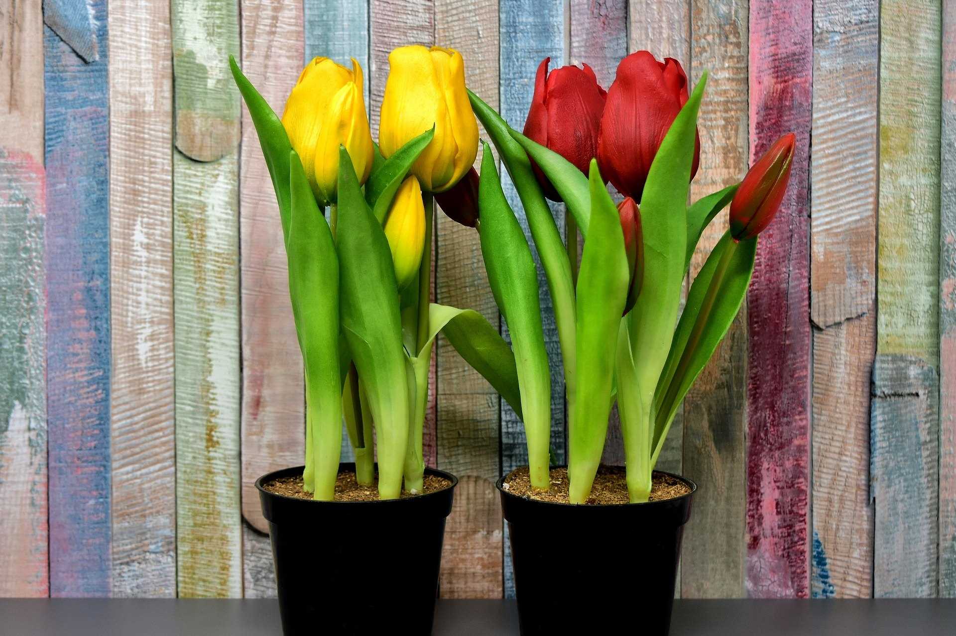 Можно ли вырастить тюльпаны в домашних условиях. Выгонка тюльпанов. Тюльпаны микс в горшке d12.