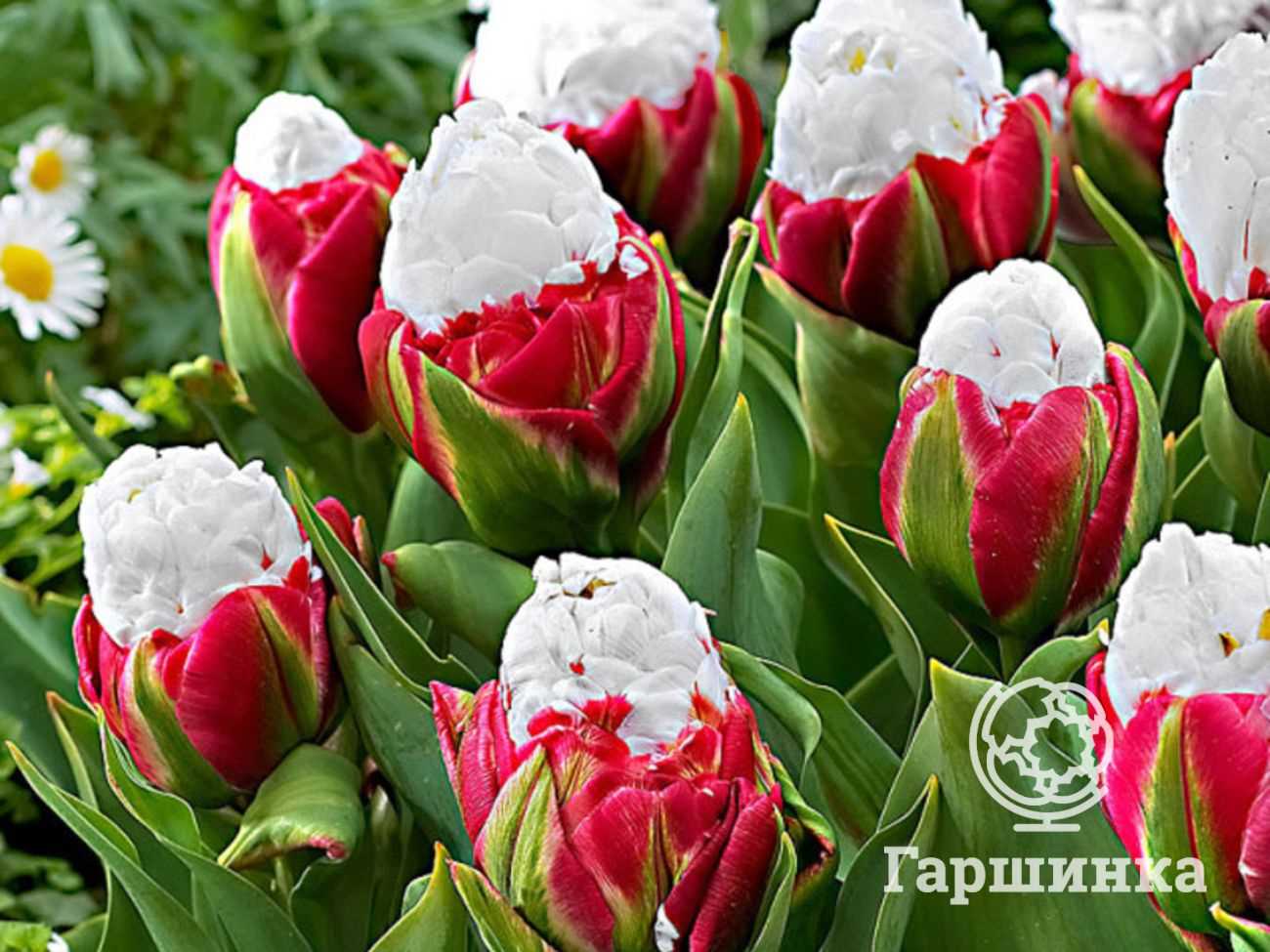 Когда посадить тюльпаны и сколько их посадить?