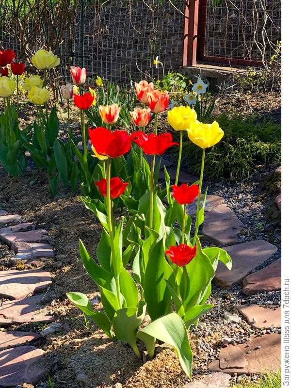 Создайте оптимальные условия для посадки тюльпанов