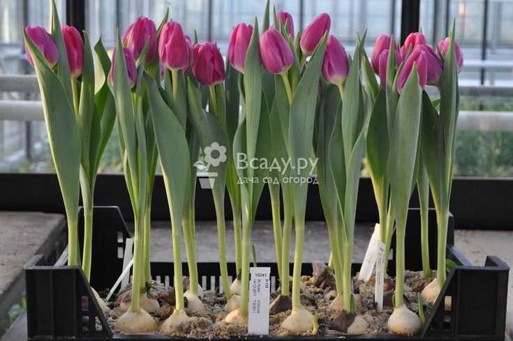 Тюльпаны: правила успешного выращивания
