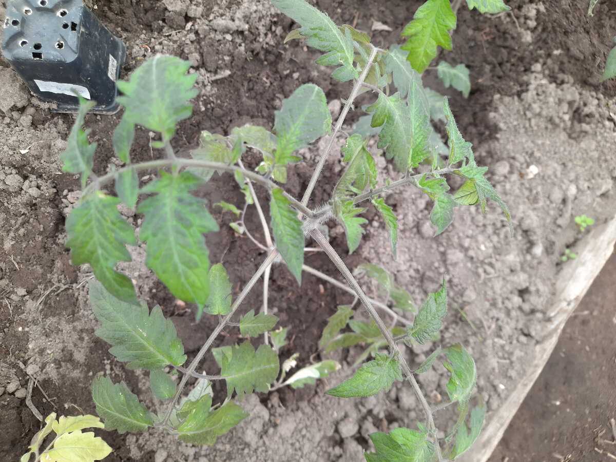 У томатов синеют листья и стебли: как исправить?