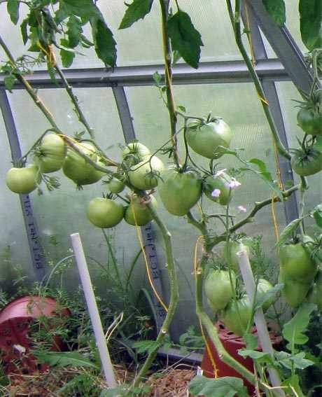 Удаление листьев с томатов в июле: какие нужно удалять, а какие – обязательно оставлять?