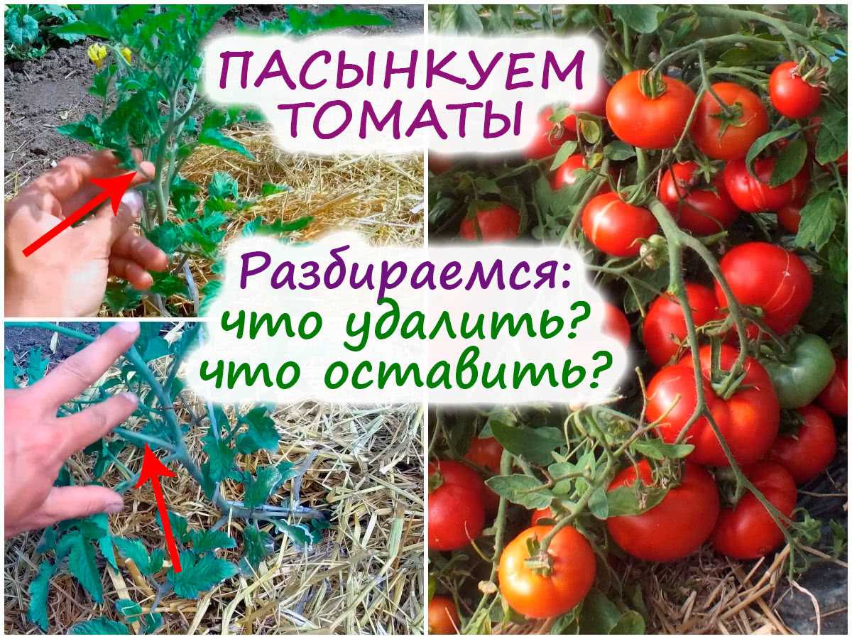 Когда лучше удалить лишние листья с томатов?