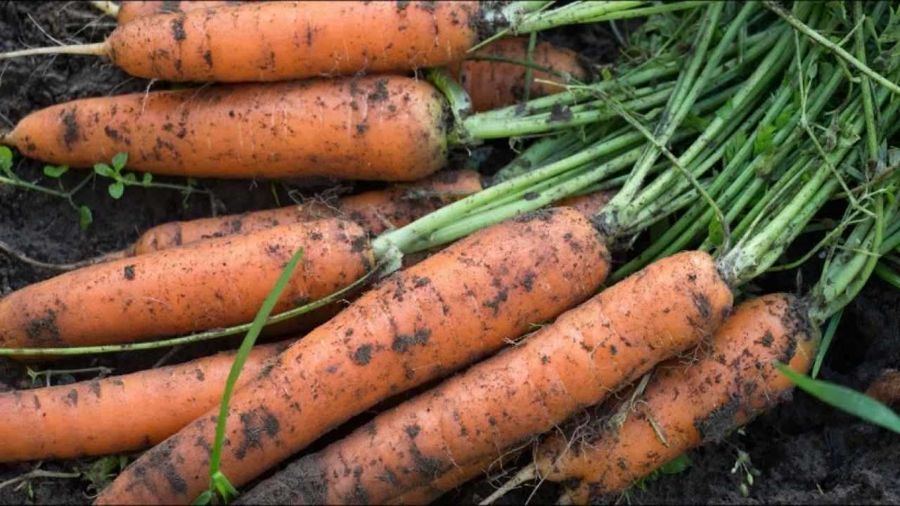 Почему лучше использовать морковь для смешанной грядки