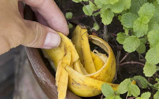Преимущества использования бананового удобрения