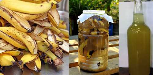 Другие способы использования банановой кожуры в садоводстве