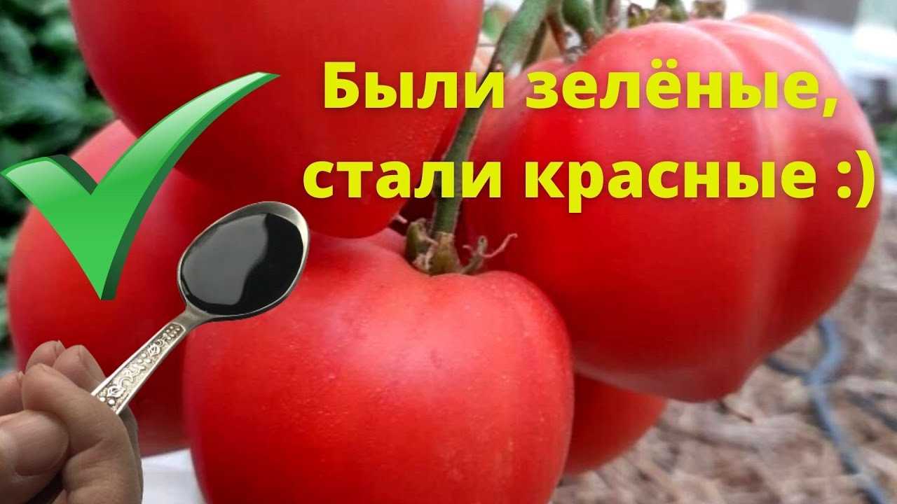 Удобрение томатов для повышения урожайности – чтобы плоды были крупными и сочными!