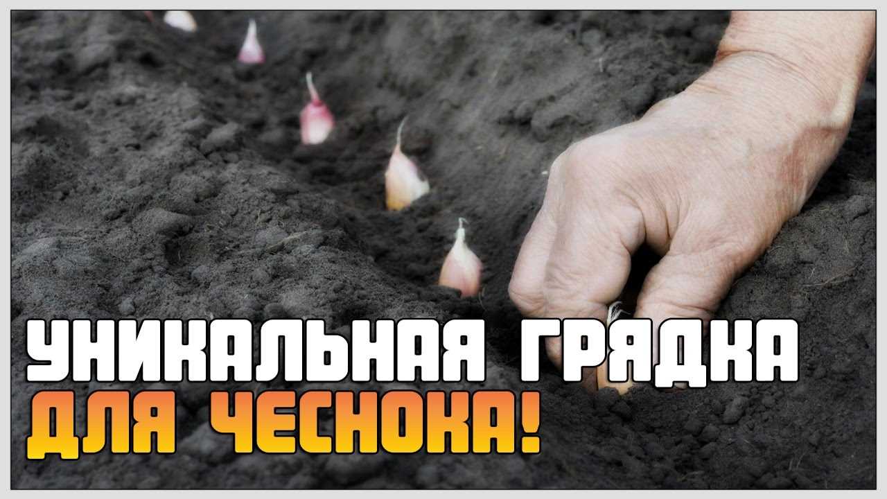 Уникальная грядка для чеснока – вот что будет, если высокую грядку наполнить вермикомпостом!