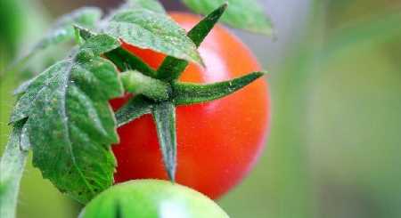 Уникальный способ обработки семян томата – урожайность повышается на 30 %